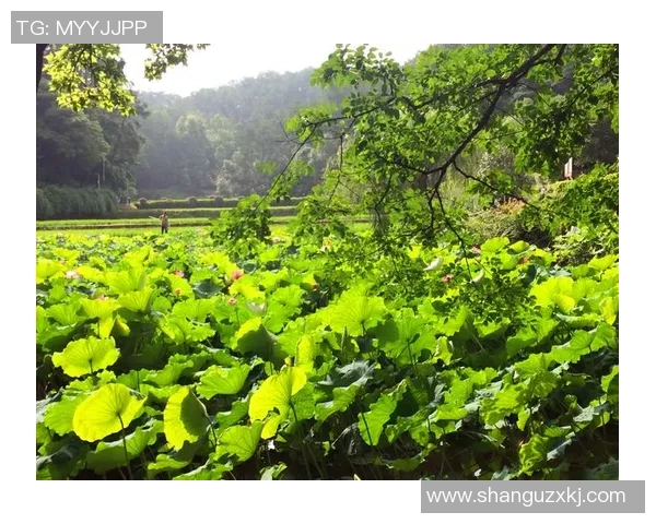 深度对话：杨敏如何在DOTA2的世界中追寻梦想与成长